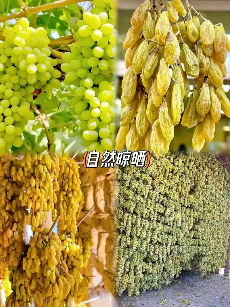 葡萄干无籽 24